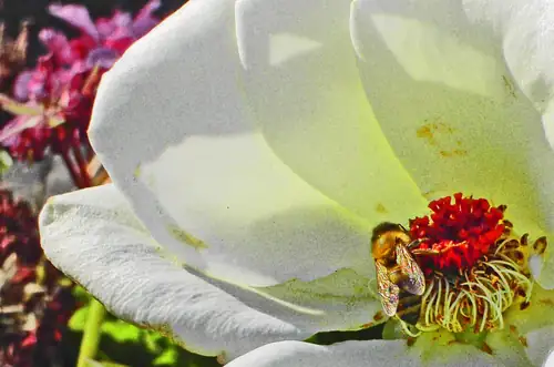 Fotos de Flores: la de la abeja