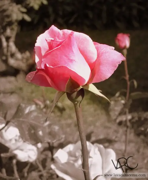 Fotos de flores: rosa err... rosa