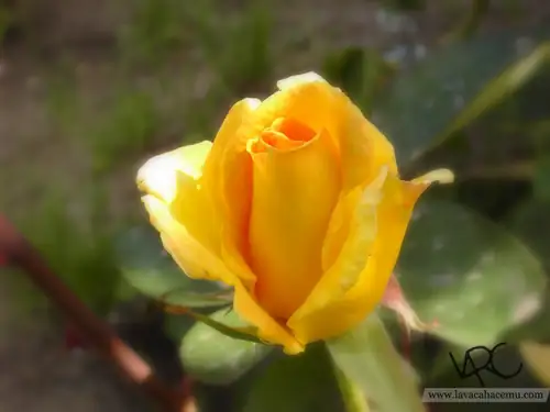 Fotos de Flores: rosa amarilla re revisitada