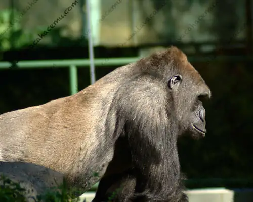 Gorilla Dallas Zoo