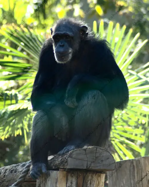 Chimpancés Dallas Zoo