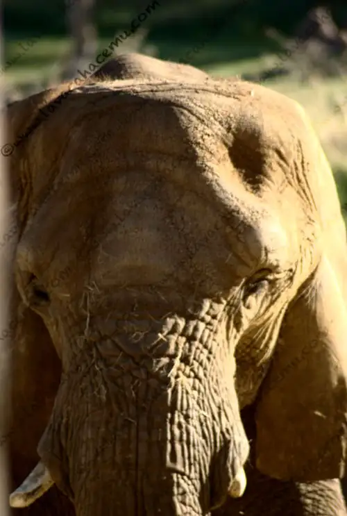 Elefante Dallas Zoo