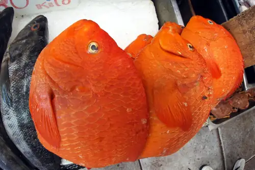 Garibaldi (pez)
